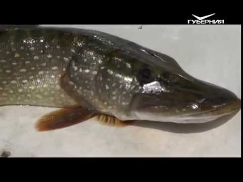 Как клюёт на дальнем кордоне. Рыбацкое счастье