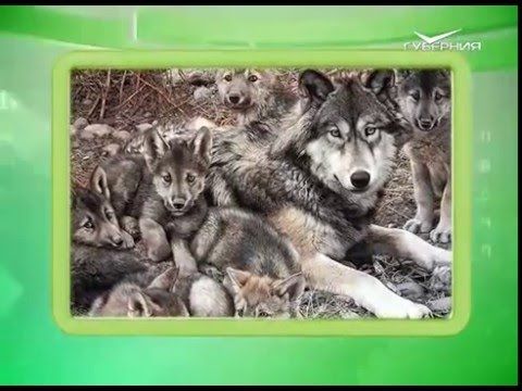 Календарь губернии 28.03.2016