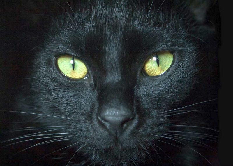 17 ноября отмечают День защиты черных кошек 
