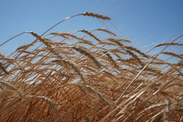 В Самарской области намолочено более 2,6 млн тонн зерна