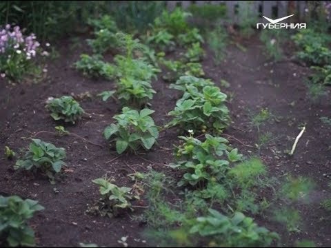 Автопробег Самара - Магадан. Часть 4. Огороды Кузбасса. Удачные заметки