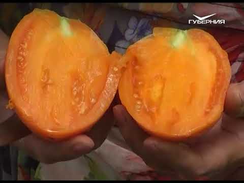 Дачные советы 17.08.2017. Собираем урожай