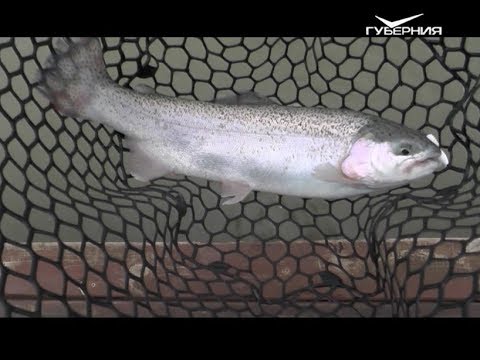 Ловля форели в Хрящевке. Рыбацкое счастье