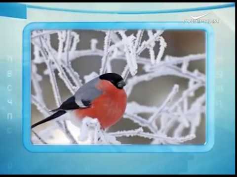 Календарь губернии 03.12.2016