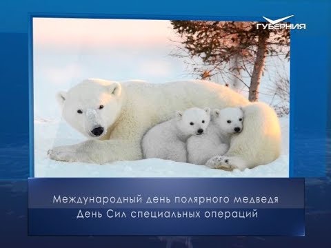 День белого медведя. Календарь губернии от 27 февраля