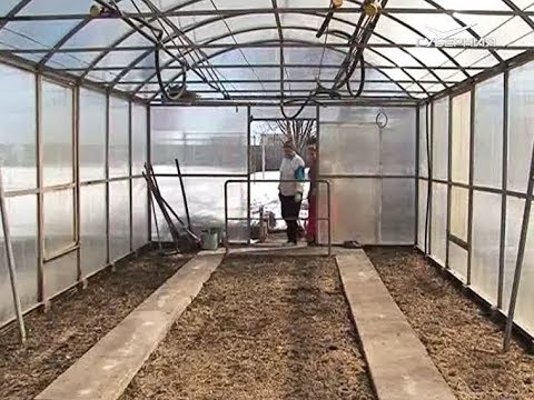 Как поддерживать порядок в теплице без "химии". Удачные заметки