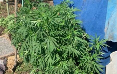 У жителя Самарской области нашли 900 граммов конопли