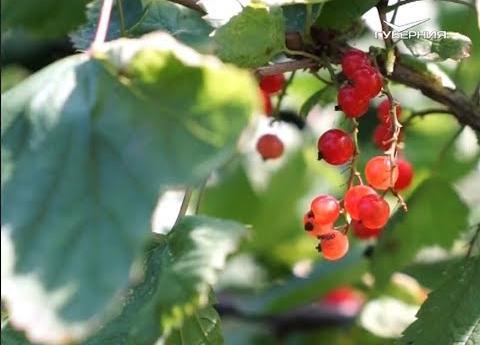 Дачный автопробег "Самара-Магадан". Часть 10. Удачные заметки