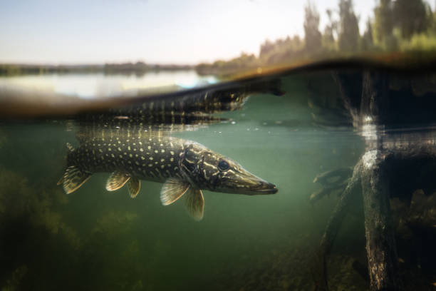 Под Новосибирском в водоеме рыбак поймал огромную щуку