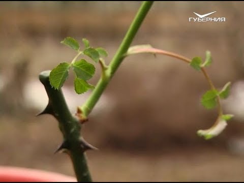 Готовим к посадке многолетние цветы. Удачные заметки