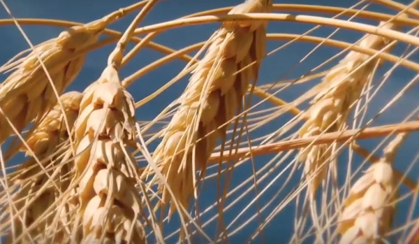 Аграрии Самарской области бьют рекорды по сбору зерна и урожайности