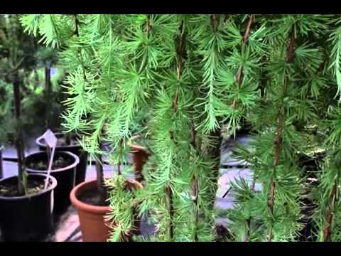 Дачные советы 26.07.2012