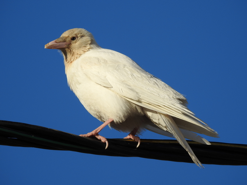 Редкие кадры редких птиц: самарские фотографы-любители провели птичью  инвентаризацию | СОВА - главные новости Самары