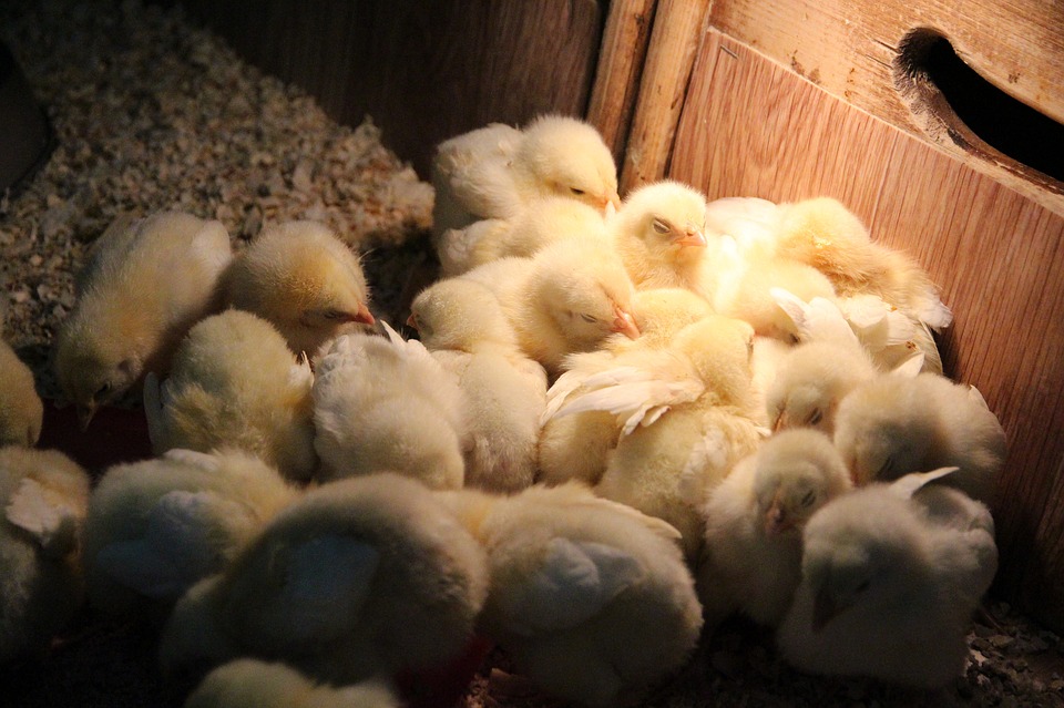 chickens-3454394_960_720.jpg
