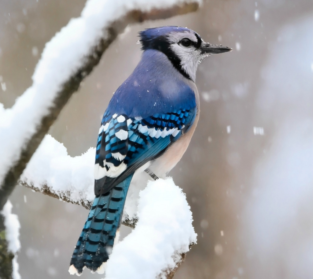 blue-jay-5749571_1920.jpg