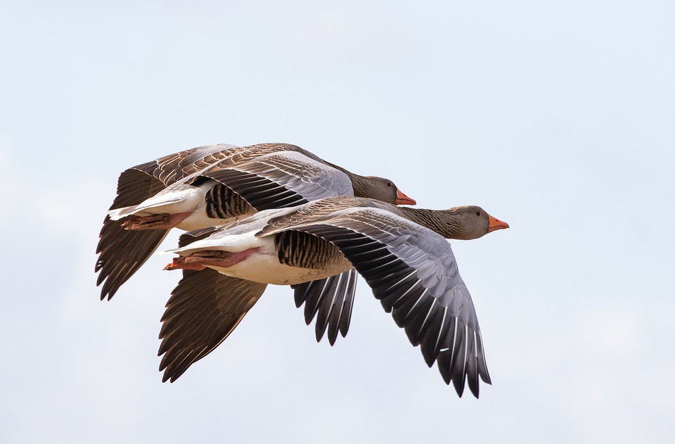 flying-geese-4912520_960_720.jpg