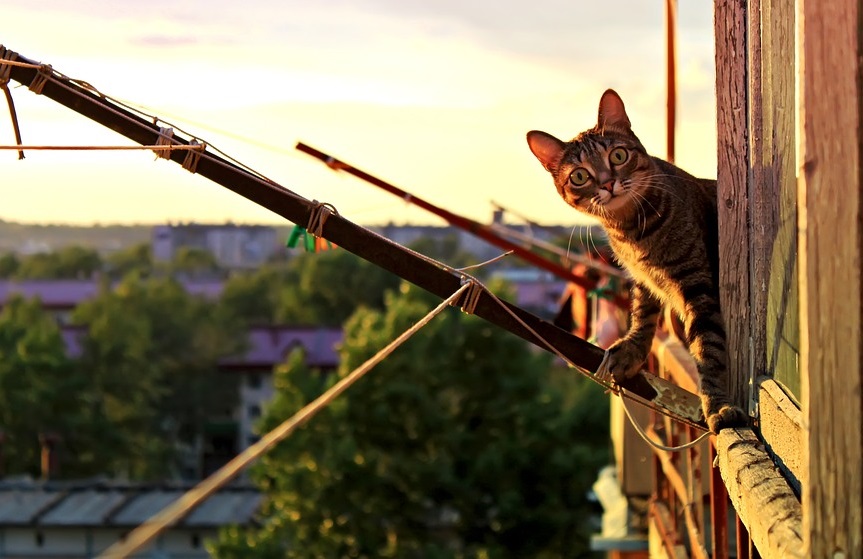 Кот на балконе.jpg