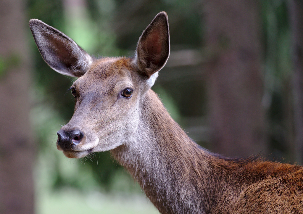 roe-deer-4241075_1920.jpg