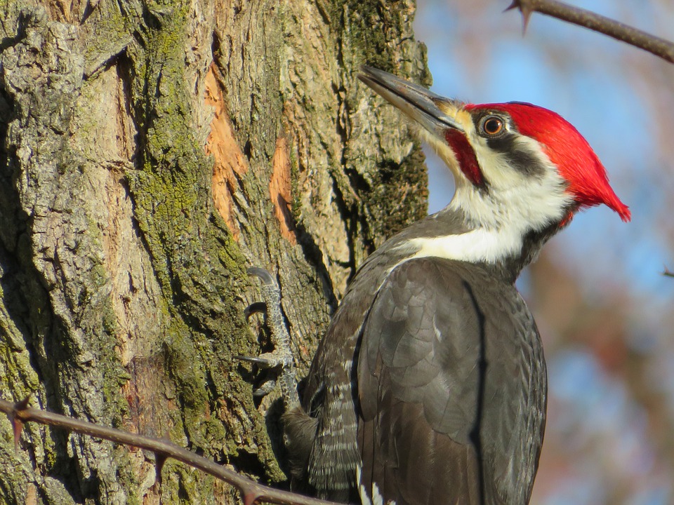 woodpecker-4834375_960_720.jpg