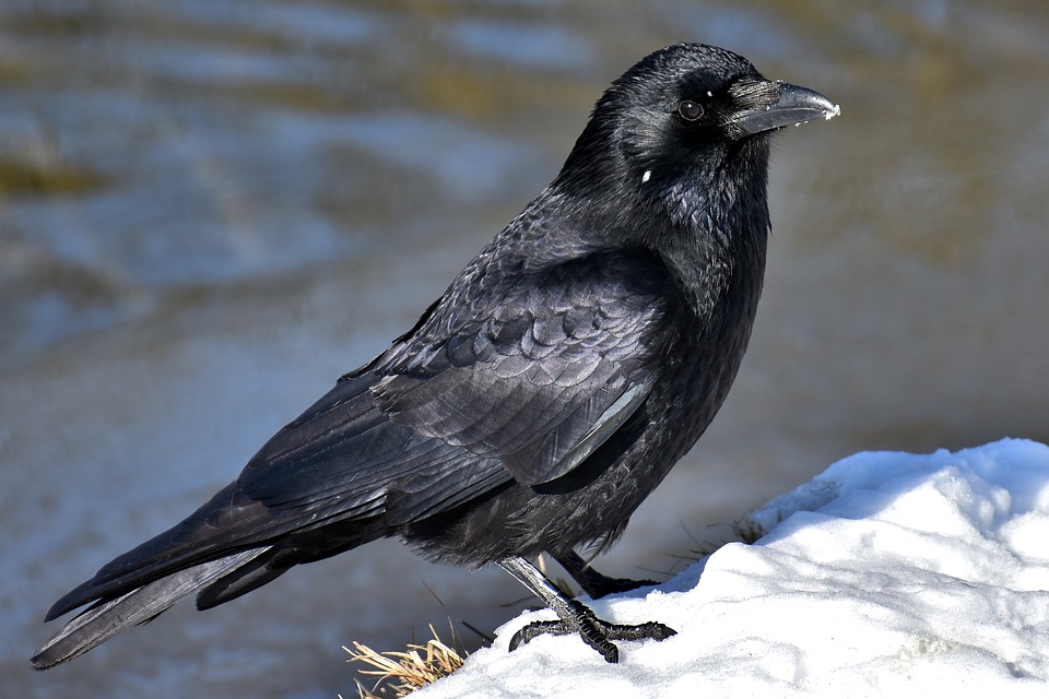 common-raven-3184260_960_720.jpg