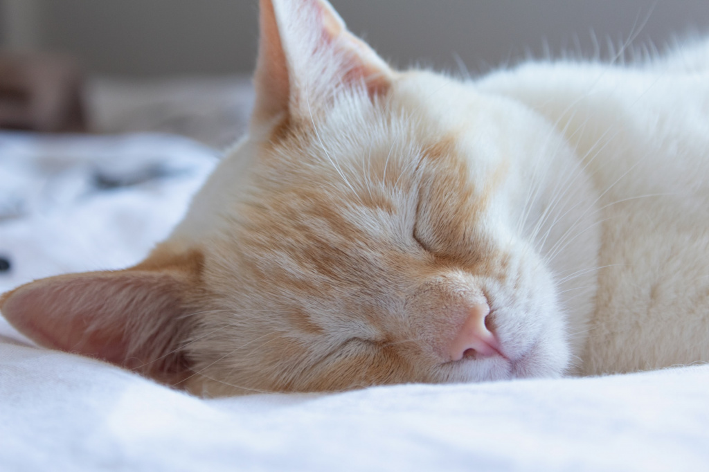 AA1FAF96-70F0-4CB3-A266-FEAEB83687F3.jpeg AA1FAF96-70F0-4CB3-A266-FEAEB83687F3.jpeg