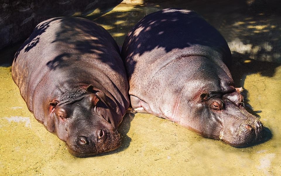 hippos-3578598_960_720.jpg