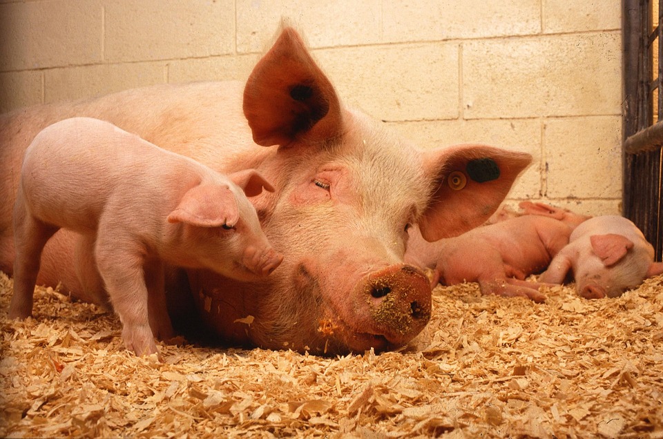 pigs-387204_960_720.jpg
