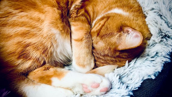 ray-mon-AH6ug07HfgI-unsplash (1).jpg