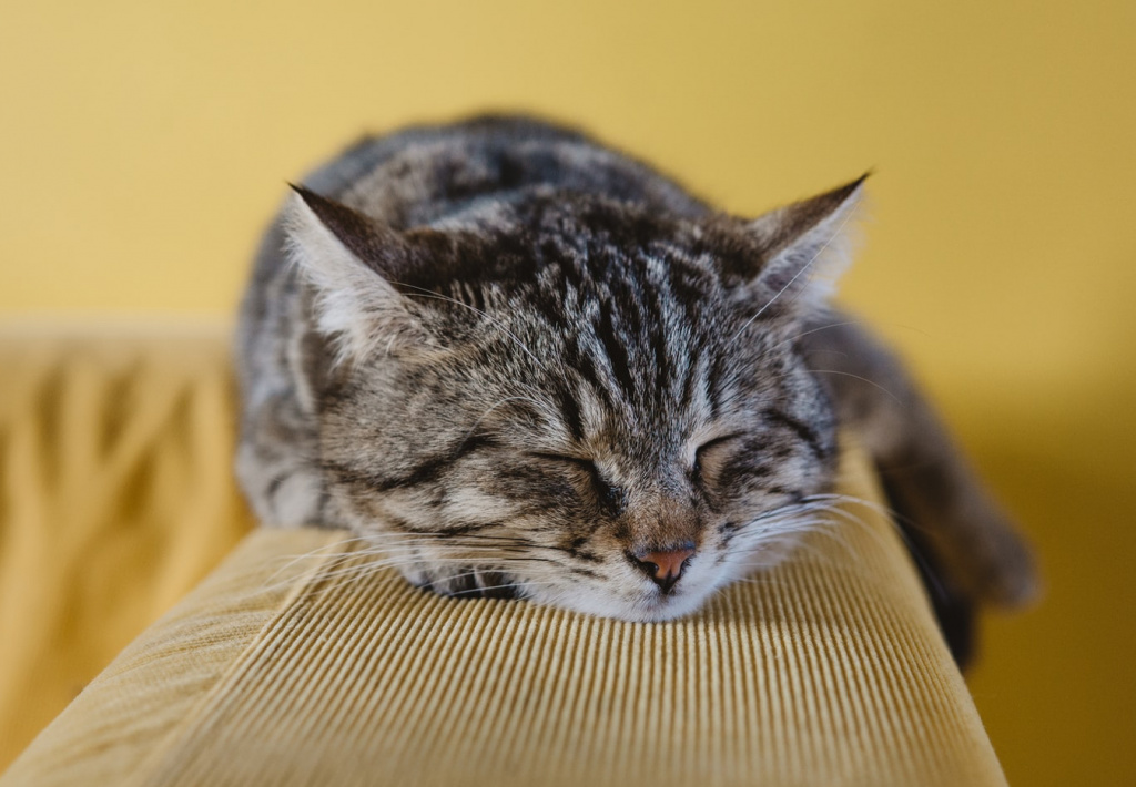 5149A3C5-B04E-48CB-AE01-0E0C86EA49B2.jpeg 5149A3C5-B04E-48CB-AE01-0E0C86EA49B2.jpeg