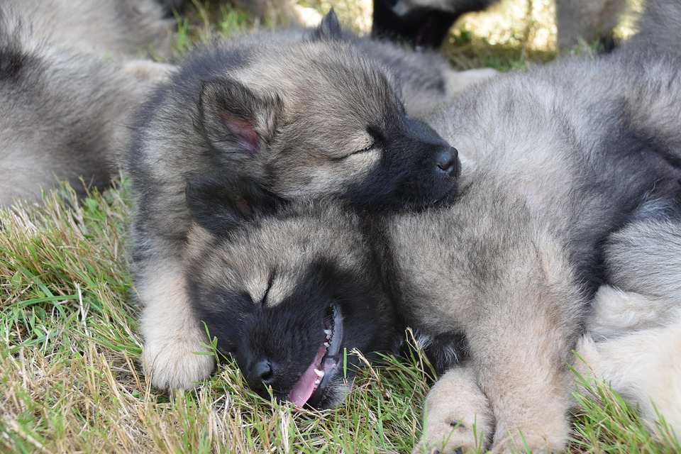 puppies-5504739_960_720.jpg