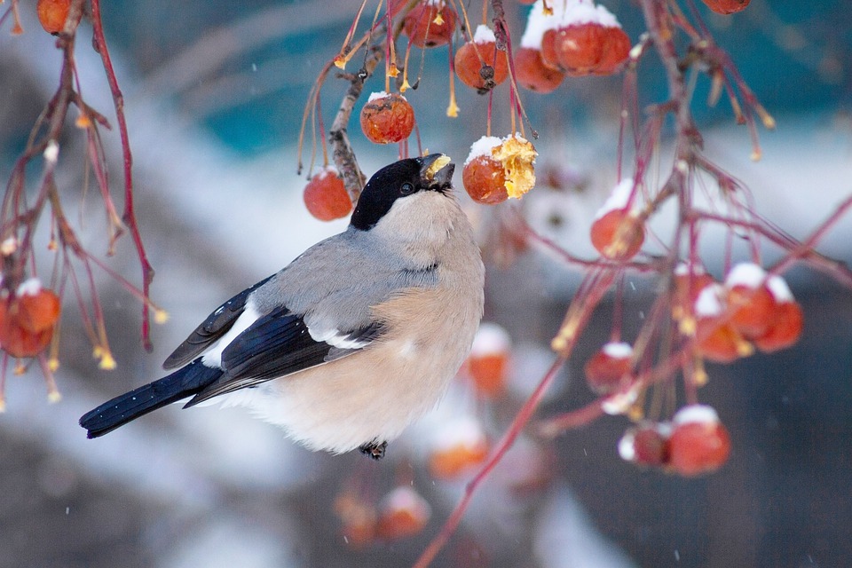 bullfinch-6243324_960_720.jpg