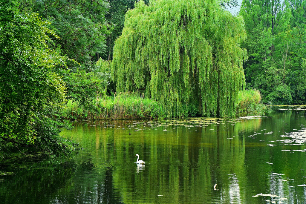 weeping-willow-4334489_1920.jpg