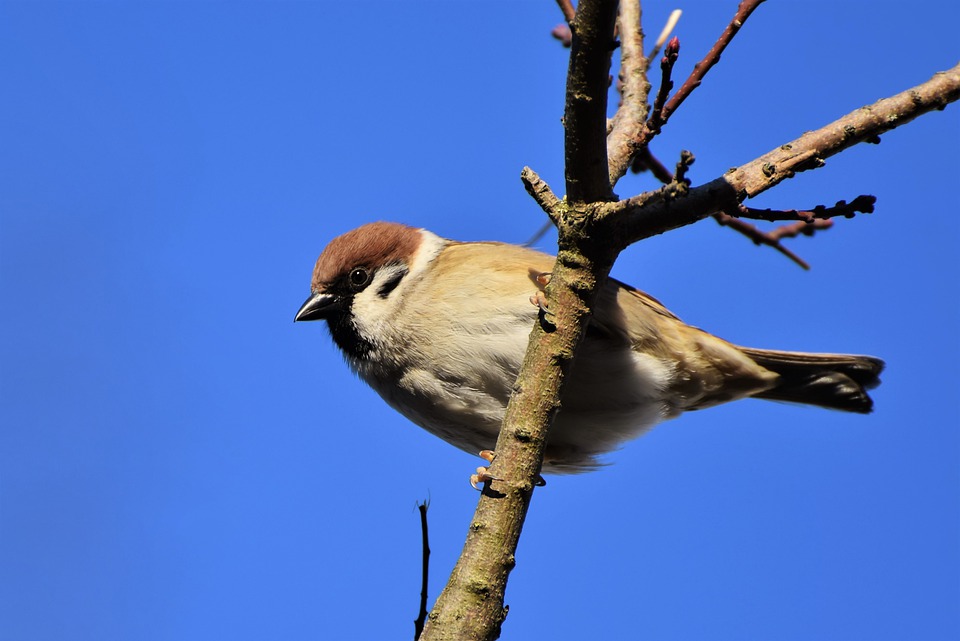 sparrow-5265281_960_720.jpg