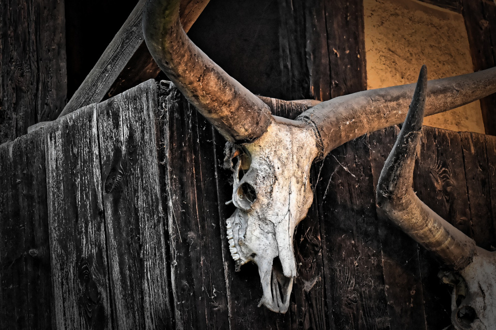 skull-4408571_1920.jpg skull-4408571_1920.jpg