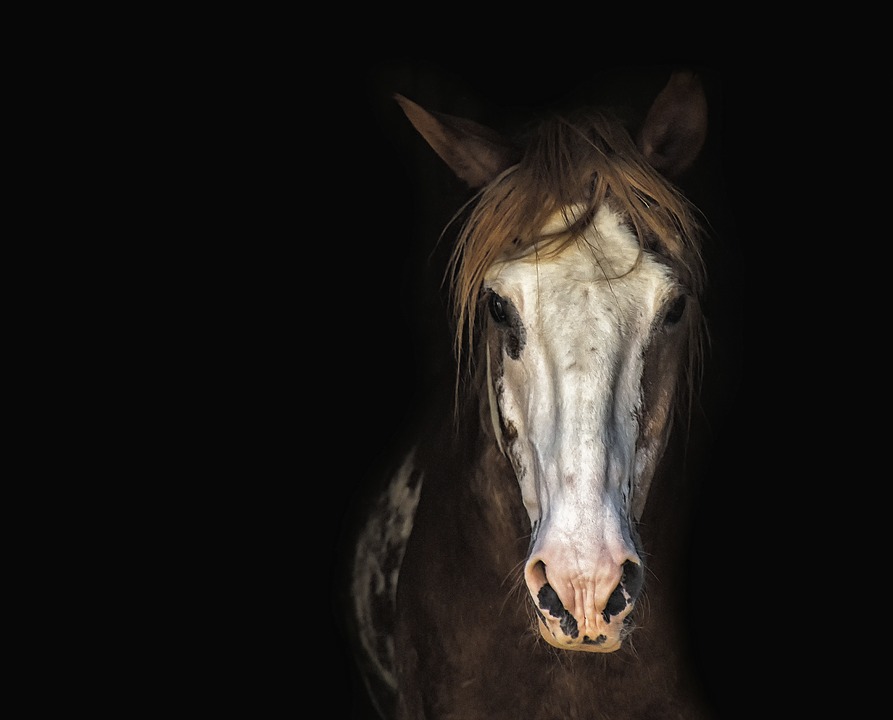 horse-3198112_960_720.jpg