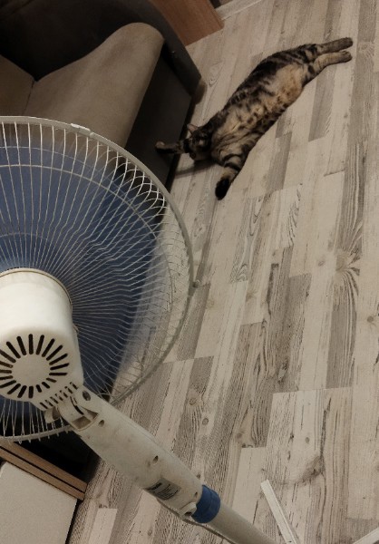 Людмила Чеботарева.jpg