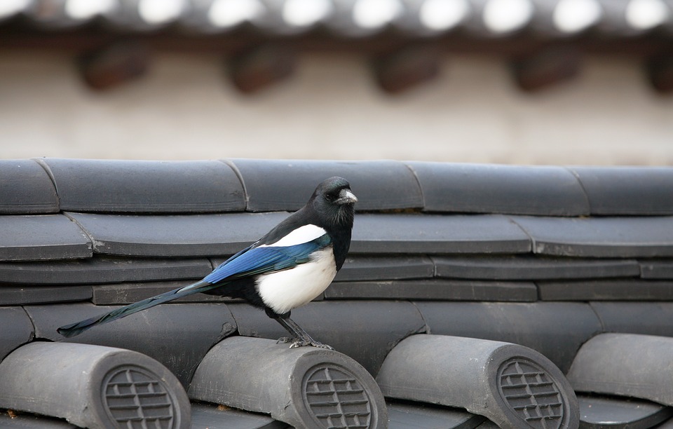 magpie-2540915_960_720.jpg