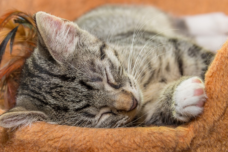 Увидеть во сне кошку. Кошки мало спят. Sweet Pet Sleep. Small Cat Sleep cute.