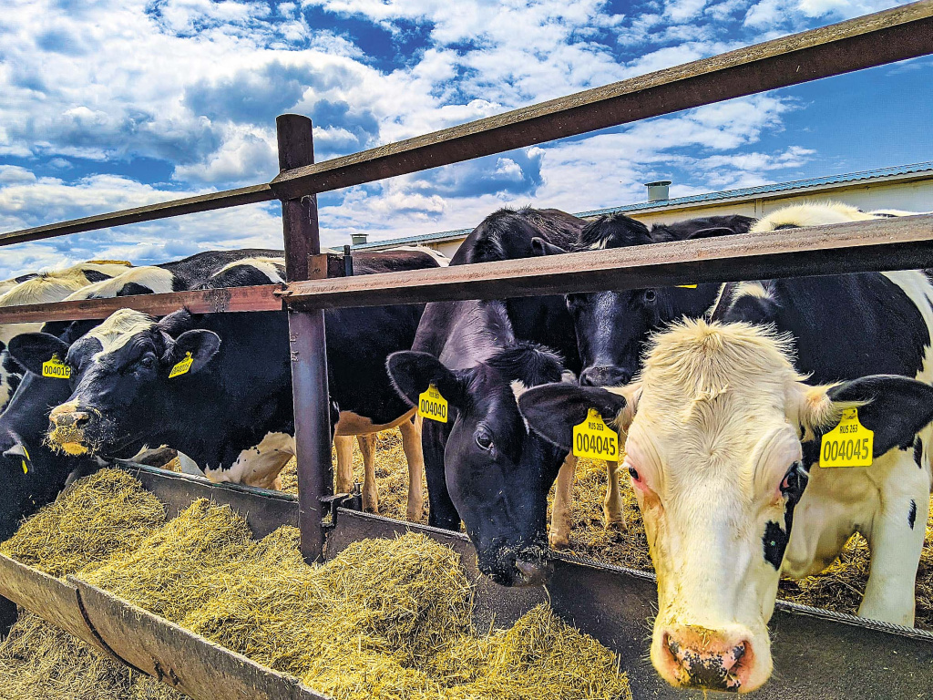 коровы_фотобанк ВК.jpg