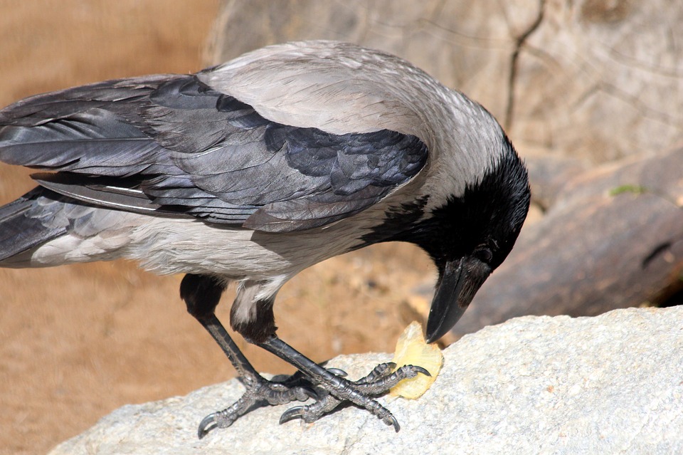 crow-3496021_960_720.jpg