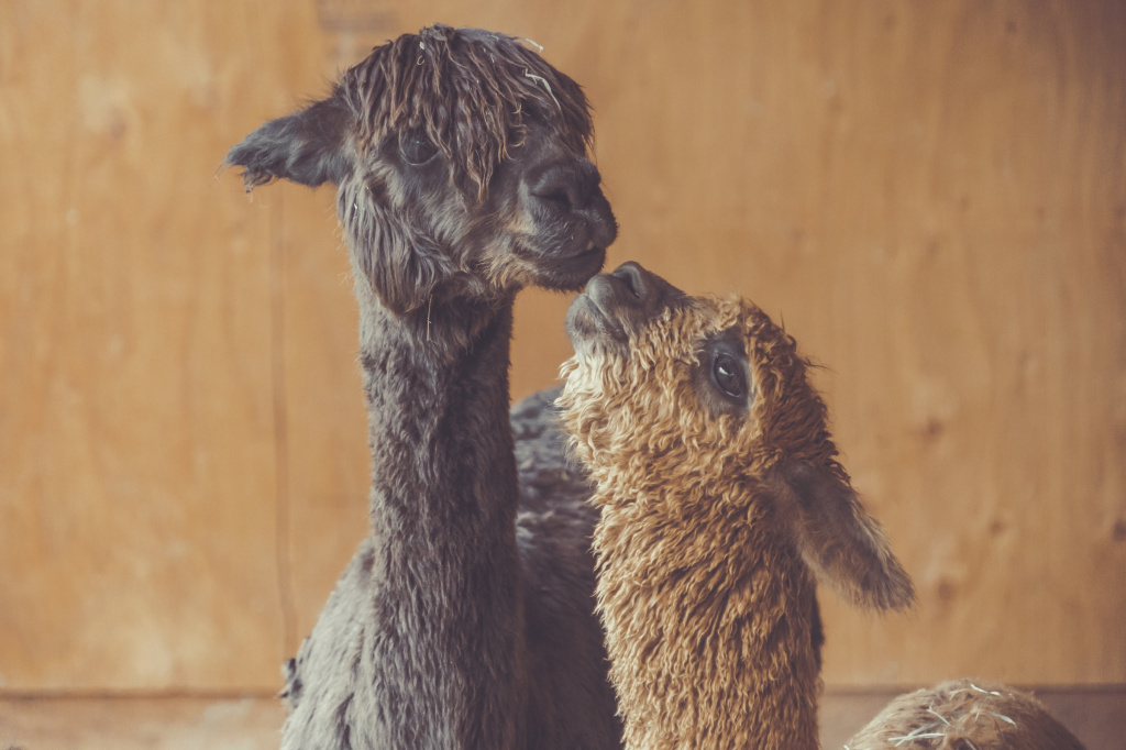 dan-meyers-g410dva9Ktk-unsplash.jpg dan-meyers-g410dva9Ktk-unsplash.jpg