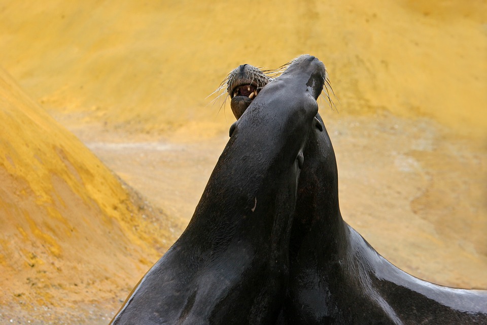 crawl-3548441_960_720.jpg crawl-3548441_960_720.jpg