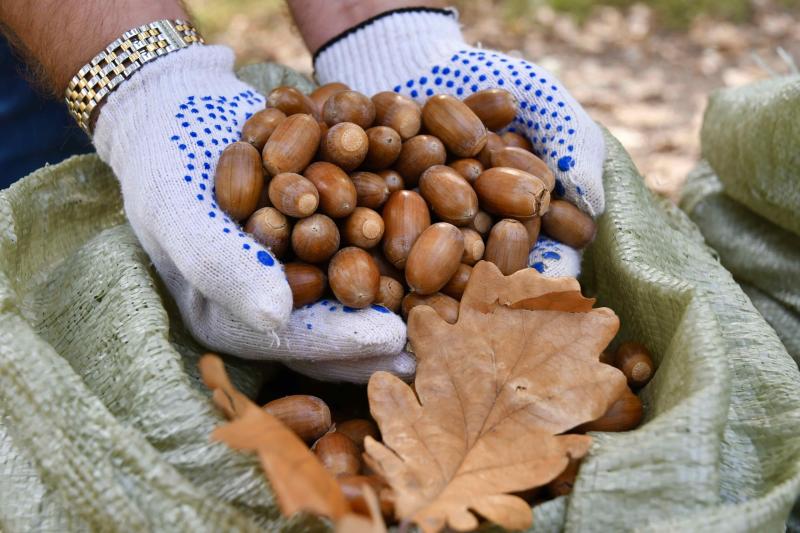 Самарская область одна из первых в ПФО выполнила план по сбору семян дуба