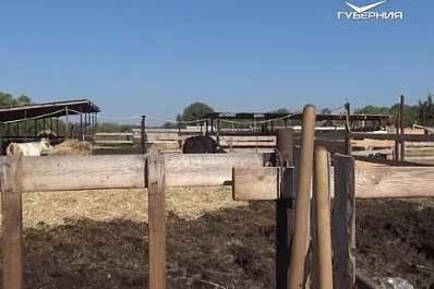 Фермерам Самарской области рассказали об аграрных стартапах