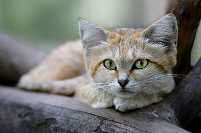 Самку бархатной кошки привезли из ОАЭ в российский зоопарк