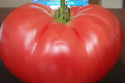 В Самарской области вырастили помидор-гигант