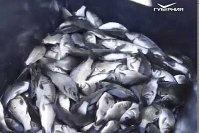 В Новокуйбышевске в Волгу выпустили 2 тонны мальков сазана