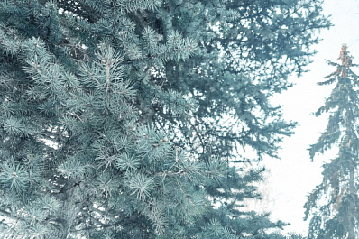 В Самарской области 8 февраля ожидается изморозь и -12 градусов