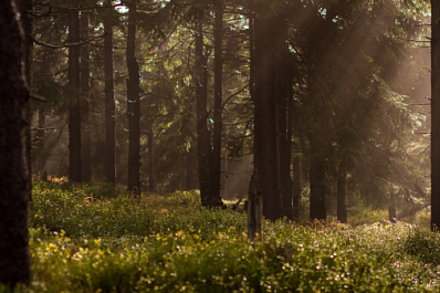 В Южном Урале около двух тысяч человек приняли участие в поисках подростка с ДЦП