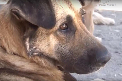 В Самаре отловят почти 7 тысяч безнадзорных собак и кошек